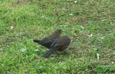 Прикрепленное изображение: 001.jpg